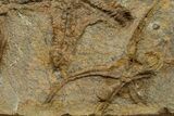 Wide Plate Of Fossil Brittle Stars & Starfish #376928-3
